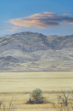 Çayır, düz, çöl. Güneş çöl doğasına veda ederken çiçeklerin büyüleyici dansına tanık olun.