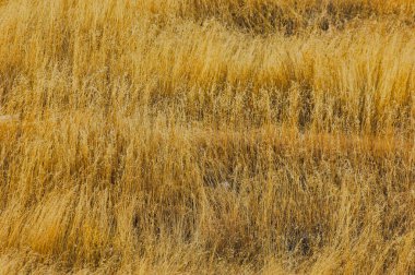 Çayır, düz, çöl. Gizemli ve tanıdık olanın mükemmel bir uyum içinde bir araya gelip bizi huşu ve merakla baş başa bıraktığı bu büyüleyici görüntüye bakın. Sınırları Aşmak