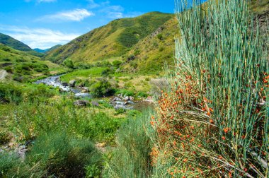 Ephedra üzümleri güçlü iyileştirici özellikleri olan doğal bir ilaçtır. Çeşitli hastalıkları tedavi etmek ve genel olarak iyileşmek için kullanılabilirler. Dağlarda bulundu. Çalılıklarda yetişir..
