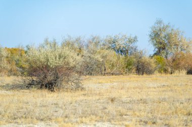 Sonbahar, Steppe. Çayırlar. Alışılmışın ve değişimin ortasında güç bul. Köklerinizle birleşin ve dengeyi sağlayın. Yalnızlığın ve dayanıklılığın güzelliğini kucakla..