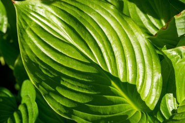 Hosta yapraklarının büyüleyici güzelliğinin tadını çıkarırken sakinleş. Karmaşık desenler ve yeşilin gölgeleri gözler ve ruh için rahatlatıcı bir vaha yaratır. Kendinizi Yeşil Sığınak 'a atın.