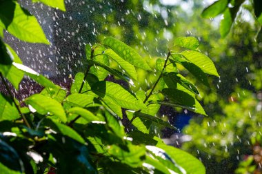 Yaz mevsiminde doğanın güzelliğini tecrübe edin. Yeşil yaprakların üzerindeki yağmur sesi ve hissiyle tazelenmiş hissedin. Yılın bu zamanında canlı renklerin ve bereketli manzaraların tadını çıkarın.