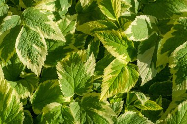 Aegopodyum podagraria Variegata peyzaj projelerinde sınır veya sınır fabrikası olarak kullanılabilir.