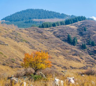 Tien Shan Dağları 'nın doğal güzelliğini tecrübe edin. Yeşil ladin ve huş ağaçlarından oluşan ahenkli manzaralar keşfedin. Nefes kesen kaya oluşumları sizi büyüleyecek. Hislerini uyandır.