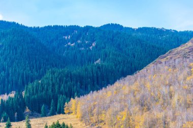 Bu engebeli Tien Shan Dağları 'ndaki nefes kesici çam ağaçlarının sükuneti gezgin şehvetinize ilham kaynağı olsun! Huş ağaçlarının ve kayalıkların arasında heyecanlı bir maceraya atılın.