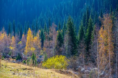Sonbaharda Tien Shan Dağları 'nın çarpıcı güzelliğini tecrübe edin. Manzarayı nefes kesici renklerle renklendiren canlı yapraklara daldırın. Doğa aşıkları için ideal bir tatil yeri..