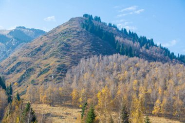 Büyüleyici bir dağ ormanında sonbaharın güzelliğini tecrübe edin. Uzun Tien Shan köknar ağaçları arasında yeşil taçlı bir yürüyüş yap. Kendini büyüleyici bir çiçek tuvaline daldır..