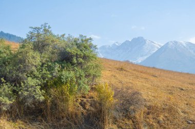 Sonbaharda Tien Shan dağlarının çarpıcı güzelliğini tecrübe edin. Renkli yeşilliklere ve nefes kesici manzaraya tanık olun. Kendinizi doğanın sonbahar renklerine daldırın.