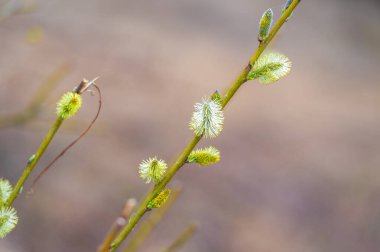 Bahar. Söğüt tomurcukları. Yeni hayatın ve büyümenin başlangıcını sembolize eder. Yenilenmeyi ve gençleşmeyi simgeliyor. Bahar mevsiminin güzelliğini ve hassasiyetini temsil ediyor..