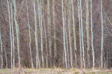 Doğanın en iyi simetrik güzelliği! Genç Aspen sandıklarının fotojenik arkaplanlarını yakalayın, sizi dehşete düşürecek çarpıcı bir zemin oluşturun..