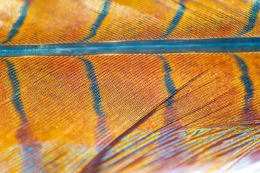 Sülün tüylerinin büyüleyici güzelliği, hayranlık uyandıran cazibe ve zarafet, doğanın harikalarını canlandırıyor..