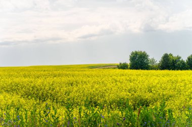 Kanola değerli bir yağ ve protein kaynağıdır. Sarı alanlar kolza tohumu ile doludur. Bunlar dünyanın birçok yerinde yaygın görülür. Birçok sektörde kolza yağı kullanılır.,