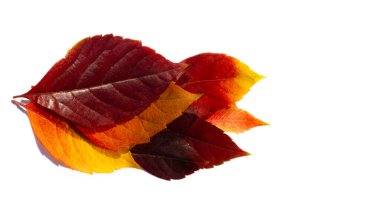 Beyaz arka planda sonbahar yaprakları. Sonbahar yılın en zor zamanıdır. Bütün yapraklar düşer ve yere aşık olur gibi düşerler.