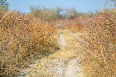 Sonbahar, Steppe. Çayırlar. Altın güneş çorak arazinin üzerinde batarken engebeli toprak yol korkusuz yolcuları çölün derinliklerine gitmeye çağırıyor. Ormanda.