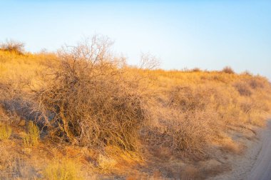 Sonbahar bozkırlarındaki günbatımının büyüleyici güzelliğini hisset. Kum tepeciklerinin sıcak renklerde büyüleyici mobilyalarda nasıl canlandığına bakın. Kendini doğaüstü bir ışıltıya batır,