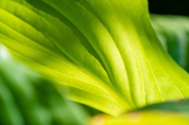 Karmaşık damarlı enfes hosta yaprakları. Nefessiz Yapraksız Bahçe Mücevherleri: Yaprak Kıskançlığından Koruyun