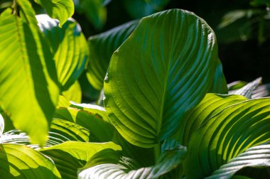 Hosta yapraklarının büyüleyici güzelliğini hisset. Kendini huzur ve rahatlık dünyasına daldır. Karmaşık desenler ve yeşilin gölgeleri gözler ve ruh için rahatlatıcı bir vaha yaratır..