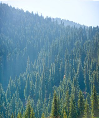 Sonbaharda, Tien Shan dağları görkemli ladin ve huş ağaçlarıyla süslenir. Nefes kesen manzara kayalık kayalıklar ve dingin dağ yükseklikleri ile gelişir..