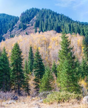 Görkemli dağların arasında büyüyen Tien Shan köknar ağaçlarının ve huş ağaçlarının nefes kesen manzarasına hayran kalarak hem huşu uyandıran hem de ruhu ferahlatan manzaralar yaratın.