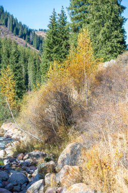 Tien Shan 'ın parlak sonbahar renklerinin tadını çıkar. Kendini doğal güzelliklerin cennetine daldır. Sonbaharın renkleri canlanırken doğanın orkestrasının senfonisine tanık olun..