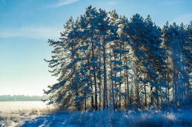 Karla kaplı alanı nefes kesici manzaralarla keşfedin. Parlak mavi gökyüzünün rehberliğinde sonsuz maceralar yaşayın. Seni çevreleyen kar tanelerinin büyüleyici kucaklaması.