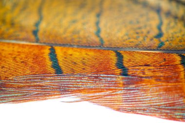 Sülün tüyü, ilk aşamanın cazibesini hisset. Kendinizi canlı renklerle ve pürüzsüz kıvrımlarla dolu bir dünyaya daldırın. Bırak hayal gücün bu mükemmel parçayla vahşileşsin..