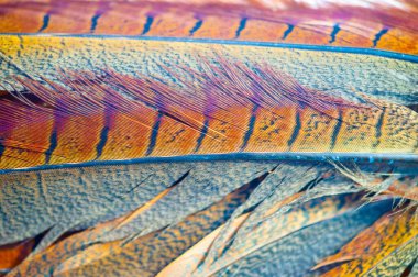 Sülün tüyünün doğaüstü güzelliği merak ve büyü hissi sülün tüyü doğayı zarafetle canlandırır..