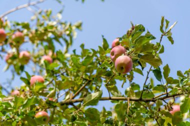 Elmalar. Aslında, ağaçlar yeşil elmalarla, sarı benekli armutlarla ve yaban elmalarıyla, pembe ve altınla kaplıdır.