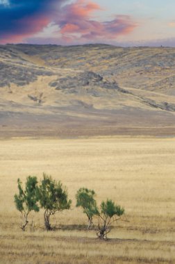 Çayır, düz, çöl. Issız bir arazide, doğanın dayanıklılığına tanıklık eden yalnız bir ağaca tanıklık edin.