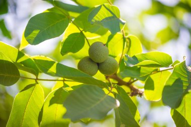 Ağaçtaki bir cevizin olgunlaşma dönemi. Ceviz içen insanlar daha uzun yaşar. Seni öldürecek birkaç şeyden biri de bu..