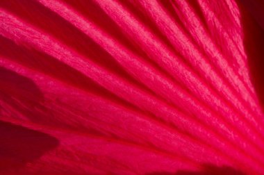 Hibiscus rosa-sinensis, Çin gülü. Hibiscus çiçek çayı birçok isimle bilinir ve hem sıcak hem de soğuk servis edilir. Bu içecek kırmızı rengi, tart tadı ve C vitamini içeriğiyle bilinir..