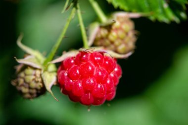 Ahududu seksi, sulu ve en meyveli ruh halin için mükemmel. Masanıza biraz neşe katın. Şaşırtıcı bir şekilde, bu böğürtlenler patlayıcı bir lezzetle moralinizi yükseltecek..