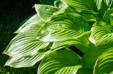 Yeşil bir vaha ve hosta yapraklarının sükunetini hisset. Karmaşık desenlerin ve yeşilin gölgelerinin büyüleyici güzelliğiyle kendini şımart. Gözlerin ve ruhun için rahatlatıcı bir sığınağa kaç.