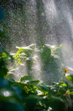 Yaz boyunca doğanın güzelliğini tecrübe edin. Yeşil yaprakların üzerindeki yağmur damlalarıyla tazelenmiş hissedin. Kendinizi yemyeşil sulara daldırın.
