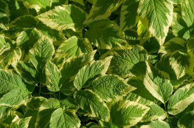 Aegopodyum podagraria, bir tür toprak örtüsü bitkisidir. Beyaz kenarlı yeşil yaprakları var. Genel olarak Bishop 's Weed veya Goutweed Variegata olarak bilinir. Bahçedeki gölgeli alanlar için ideal.