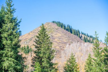 Tien Shan 'ın büyüleyici ladin ormanlarını keşfedin. Vahşi doğanın canlı sonbahar renklerini deneyimleyin. Bu görkemli uzun çam ağaçlarıyla yeni yüksekliklere seyahat et..