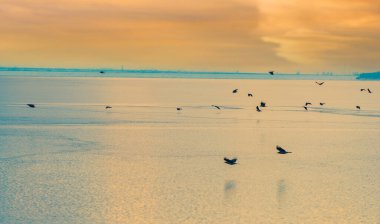 Gün batımında huzurlu ve huzurlu bir atmosfer. Doğanın güzelliği donmuş bir nehrin üzerinde uçan bir karga sürüsü tarafından ele geçirildi. Vahşi yaşam arasındaki uyumu gösteren ilham verici bir gösteri.