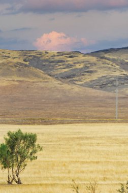 Çayır, düz, çöl. Doğanın sükunetini kucaklayan ağaç çöl öpücüğünün ortasında yükselir.