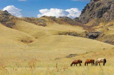 Delta nehrinde otlayan atların güzel görüntüleri. Arka planda kayalar olan şaşırtıcı doğal manzara. Vahşi atların otladığı bozkırlardan tipik bir manzara..