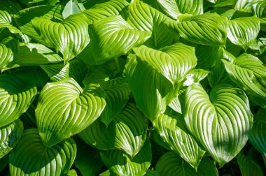Ev sahibi yaprakların büyüleyici güzelliğini hisset gözlerin ve ruhun için rahatlatıcı bir vaha yarat kendini huzur dünyasına daya karmaşık desenleri ve yeşillikleri keşfet.