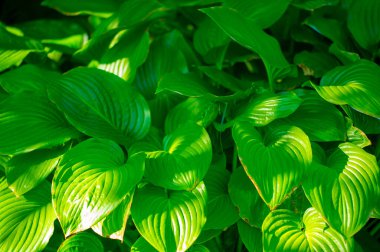 Hosta yaprakları bahçenize hayat ve canlılık getirecek. Yeşilli Yaşam Yeşili Terapisi yeşil bir doğa senfonisi yaratıyor. Bahçenizi büyüleyici bir koroya dönüştürün..