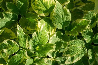 Bu bitki genel olarak piskopos ya da peynir otu olarak bilinir. Beyaz ve yeşil benekli farklı yaprakları vardır. Saldırganca yayılabilen hızlı büyüyen bir arazi örtüsü..