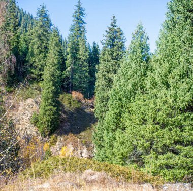 Görkemli dağlardaki Tien Shan köknar ağaçlarının ve huş ağaçlarının etkileyici güzelliğinin tadını çıkarın. Resimli manzaralarla ruhunuzu tazeleyin. Kendinizi nefes kesici panoramalara daldırın..