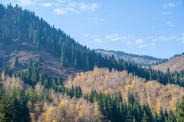 Sihirli bir ormanda sonbaharın güzelliğinin tadını çıkar. Canlı renklerle dolu Tien Shan köknar ağaçları arasında dolaş. Bu güzel manzaranın nefes kesici fotoğraflarını çek..