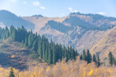 Görkemli bir dağ ormanında sonbaharın güzelliğini tecrübe edin. Tien Shan 'ın yeşil gölgesinin tadını çıkar. Kendinizi büyüleyici bir renk tuvaline daldırın.
