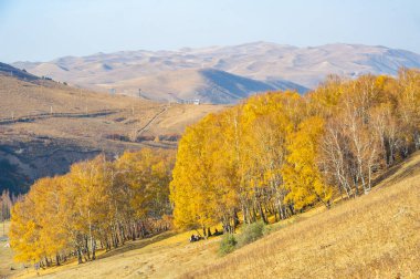 Tien Shan Dağları 'ndaki sonbaharın nefes kesici güzelliğini hisset. Kendinizi doğanın dinginliğine görkemli köknar ve huş ağaçlarıyla daldırın. Kayalık kayalıkların çarpıcı manzarasına bakın.,