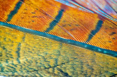 Enfes detaylar sülün tüyünün güzelliğini vurgular. Zarif ve zarif tasarım doğal güzelliğin özünü yakalar. Herhangi bir uzay ve olayın zarafetini ve zarafetini göstermek için ideal..