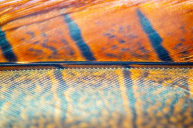 Sülün tüyü, parlak ve canlı renkli tüyler. Doğanın ustalığını gösteren karmaşık desenler. Tabiat ananın yarattıklarının güzelliğine çarpıcı bir övgü..