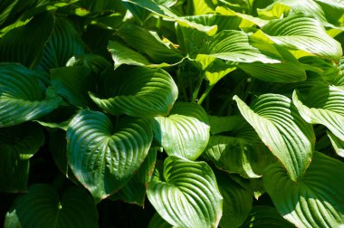 Ev sahibi yaprakların rahatlatıcı güzelliğini hisset. Yeşil gölgelerle huzurlu bir vaha yarat. Huzur ve rahatlamaya daldır kendini.