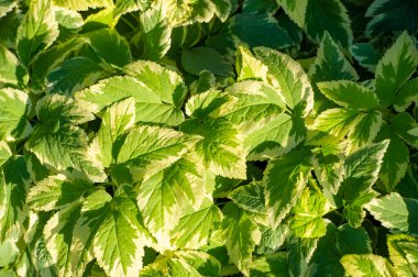 Aegopodyum podagraria Variegata - çeşitli bitki çeşitleri yeşil ve beyaz yapraklara sahiptir. Bahçelere görsel ilgi ekle. Bu bitki çok az özen gerektirir ve çeşitli toprak koşullarına dayanabilir.